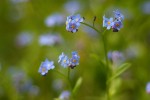 blue_flowers_2.jpg