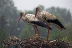 Диви животни